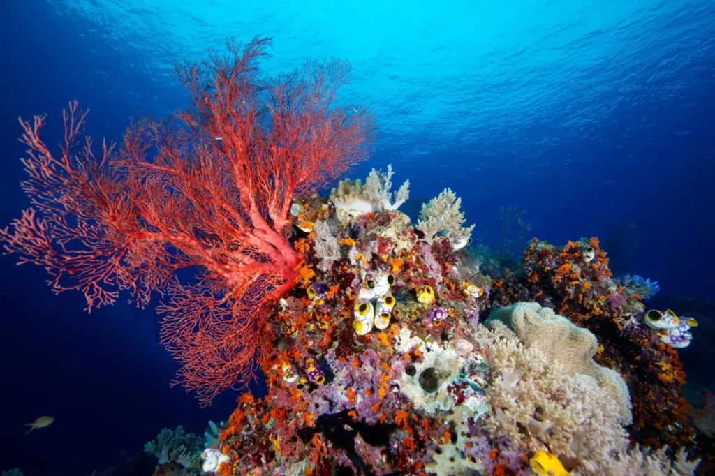 Explore The Coral Reefs 24