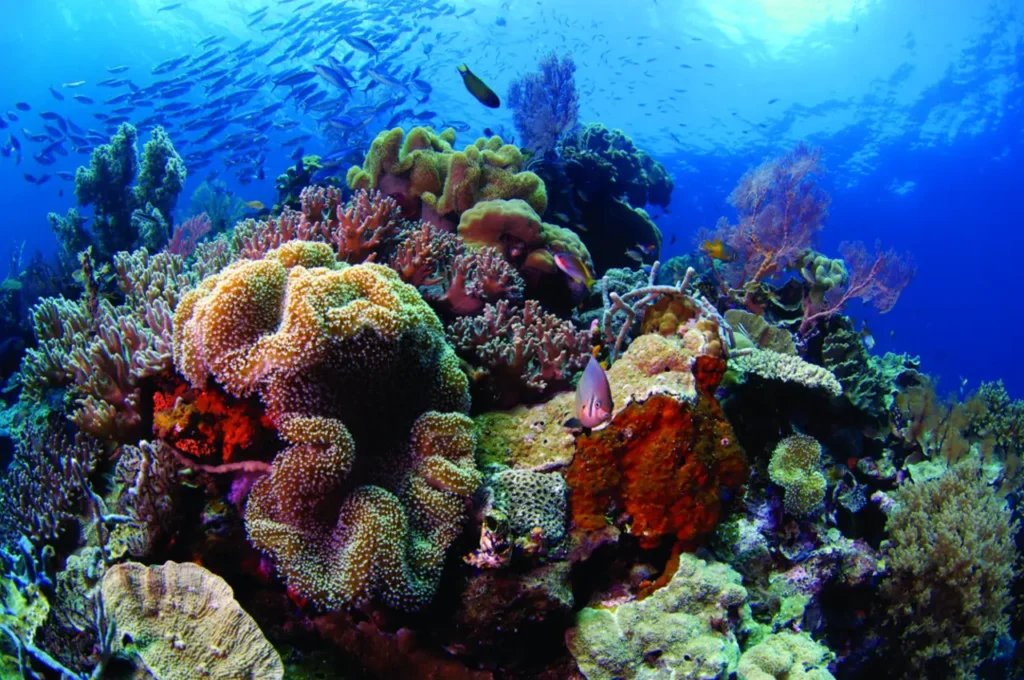 Explore The Coral Reefs 26