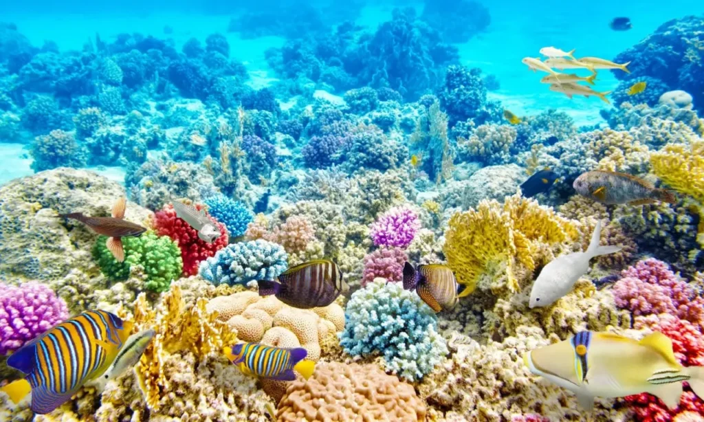 Explore The Coral Reefs 3