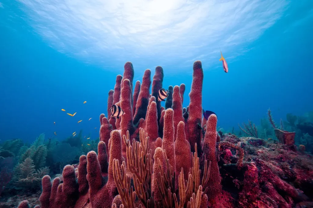 Explore The Coral Reefs 31