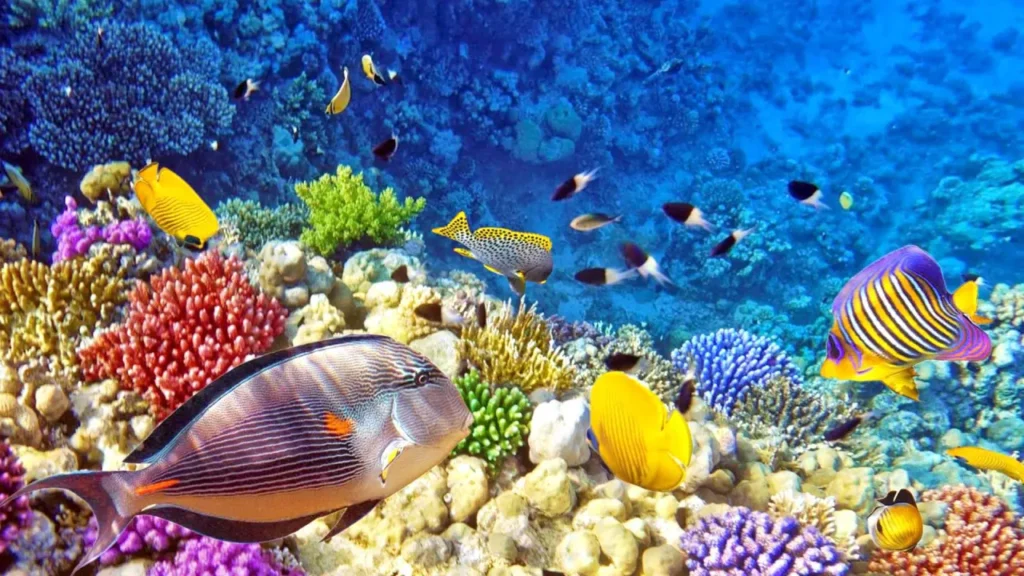 Explore The Coral Reefs 9