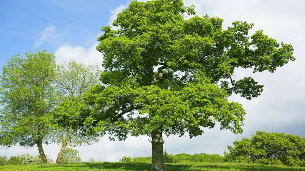 Famous Tree Species In Poland 3