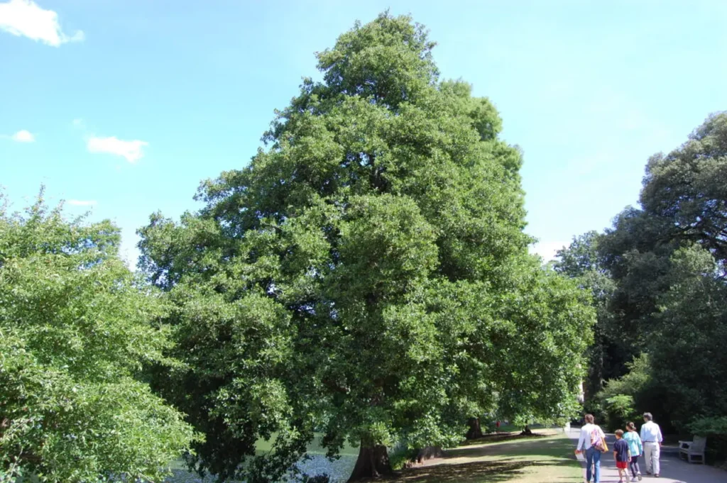 Famous Tree Species In Poland 5
