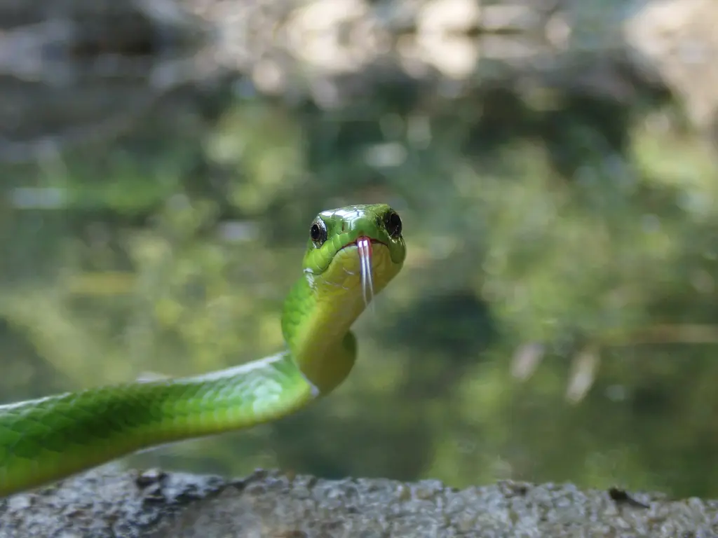 Greater-green-snake-11