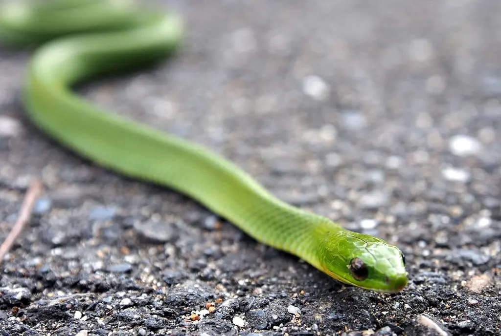 Greater-green-snake-12