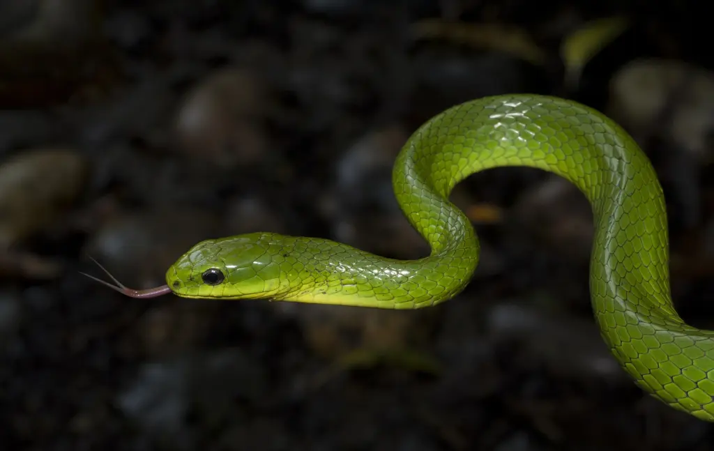 Greater-green-snake-13
