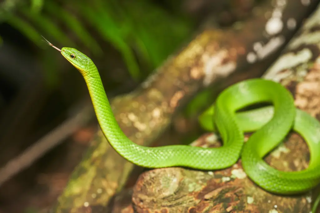 Greater-green-snake-14