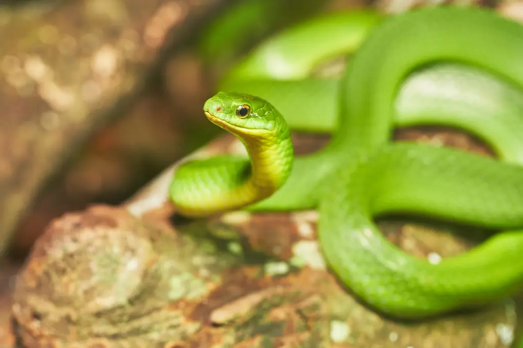 Greater-green-snake-15