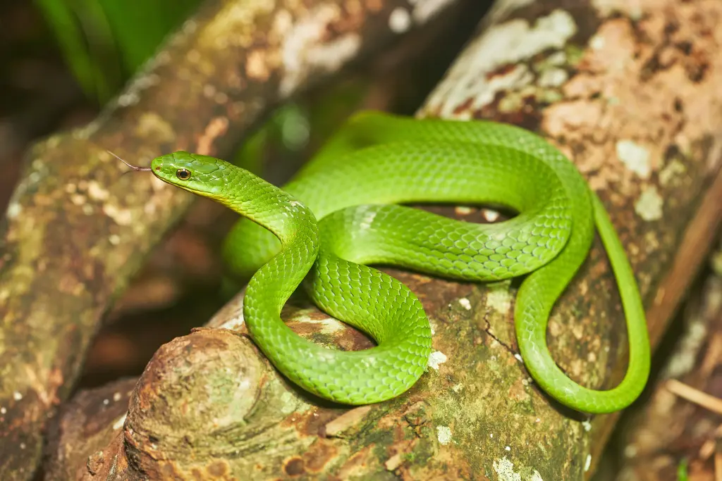 Greater-green-snake-16
