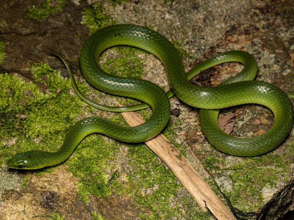 Greater-green-snake-18