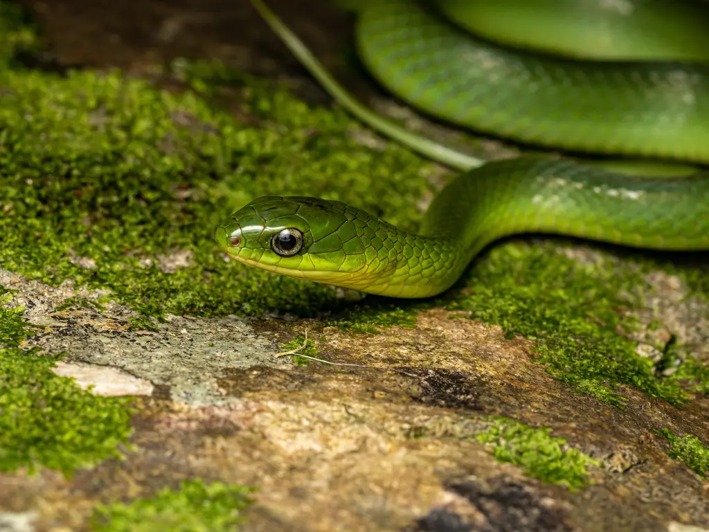 Greater-green-snake-19