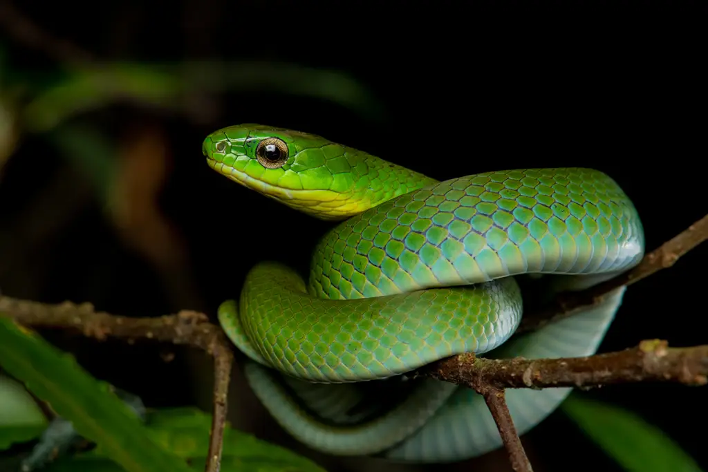 Greater-green-snake-2