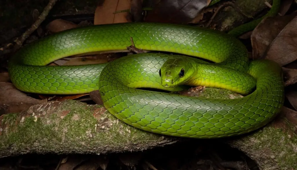 Greater-green-snake-20