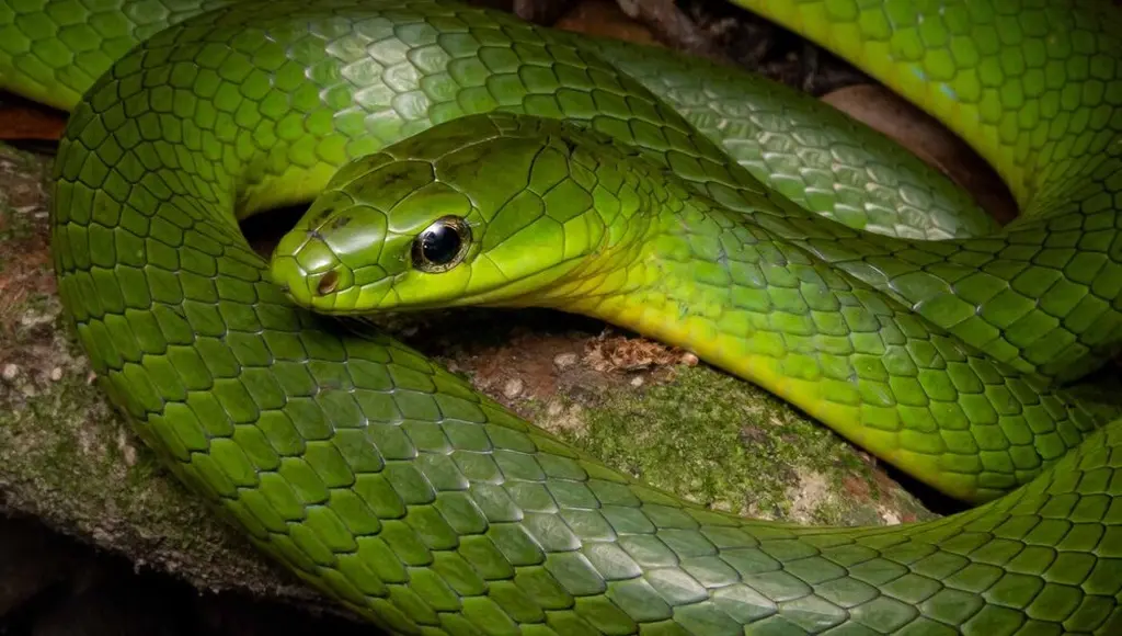 Greater-green-snake-21
