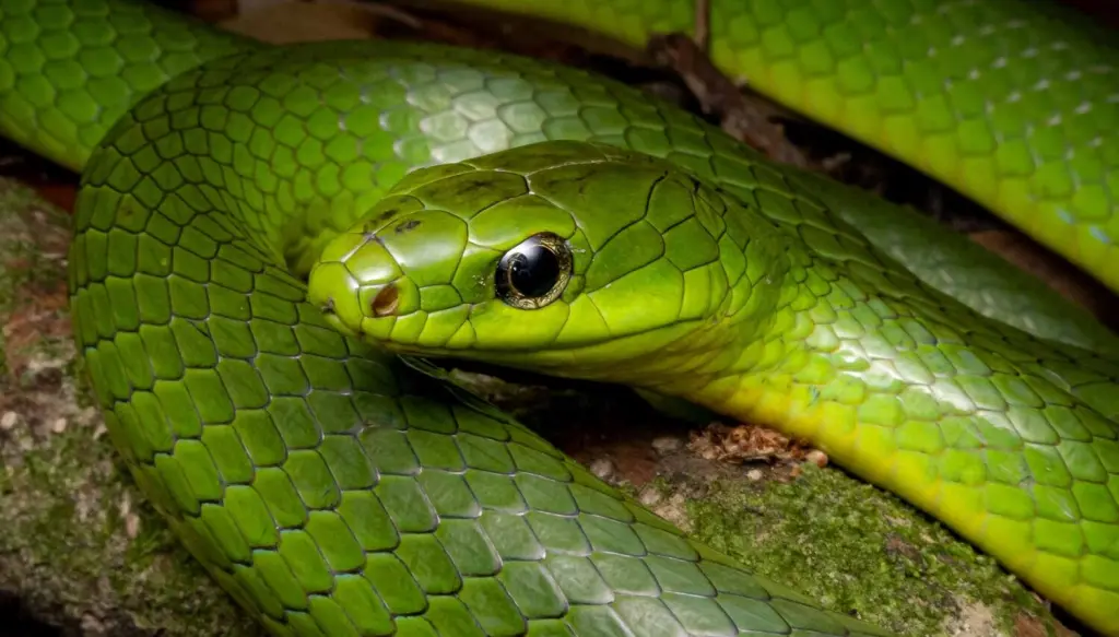 Greater-green-snake-22