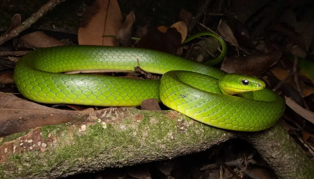 Greater-green-snake-23