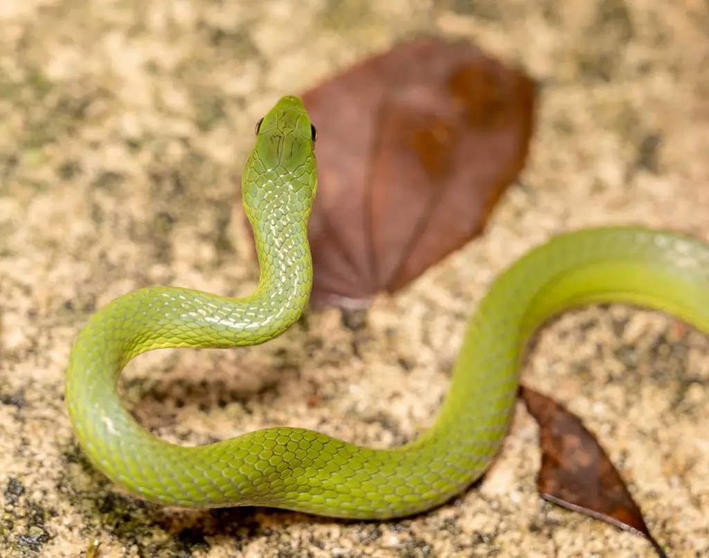 Greater-green-snake-25