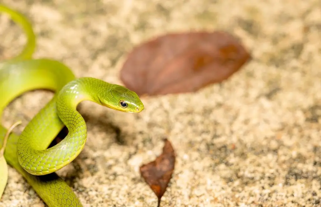 Greater-green-snake-26