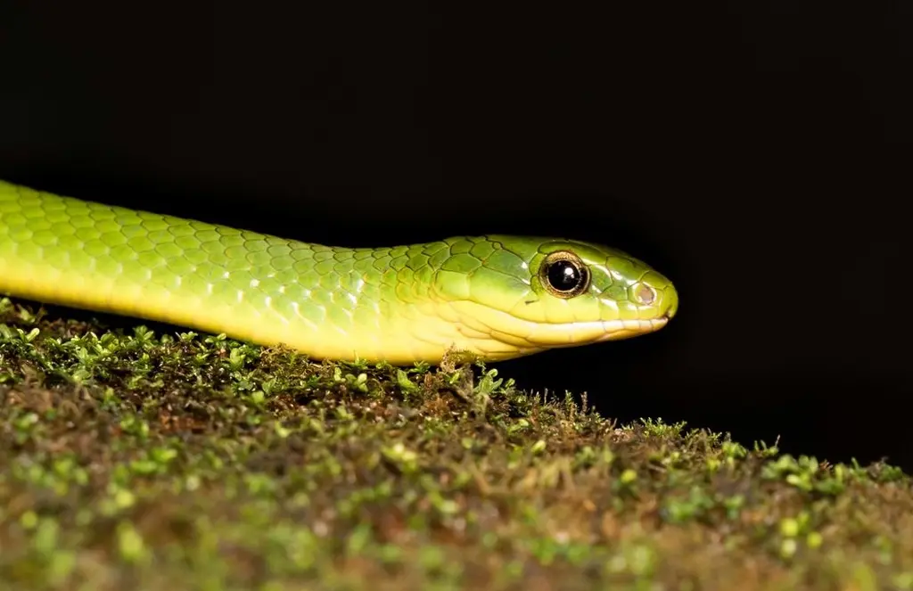 Greater-green-snake-27