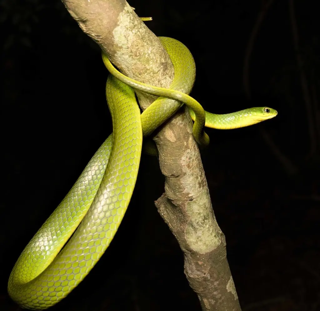 Greater-green-snake-28