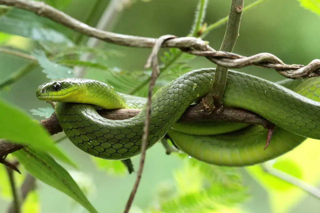 Greater-green-snake-3