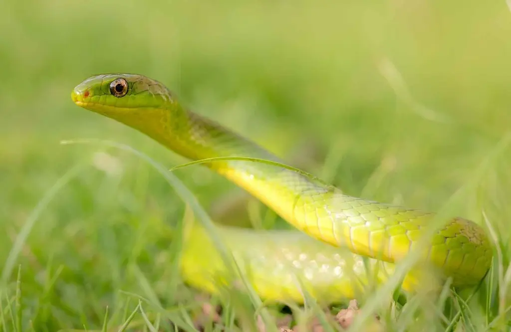 Greater-green-snake-30