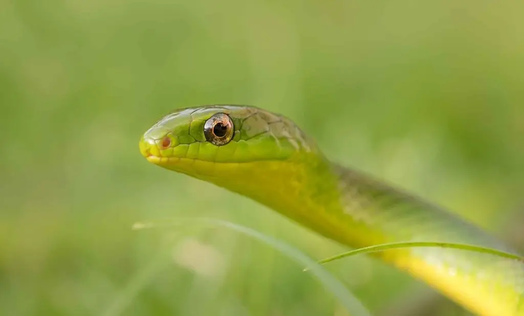 Greater-green-snake-31