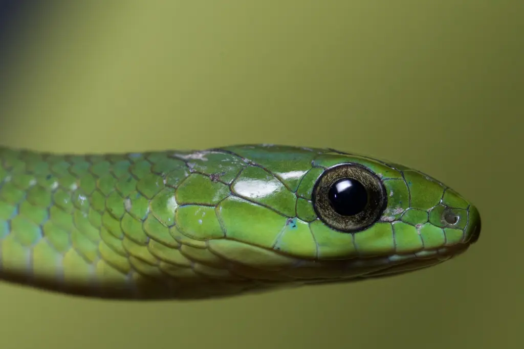 Greater-green-snake-4