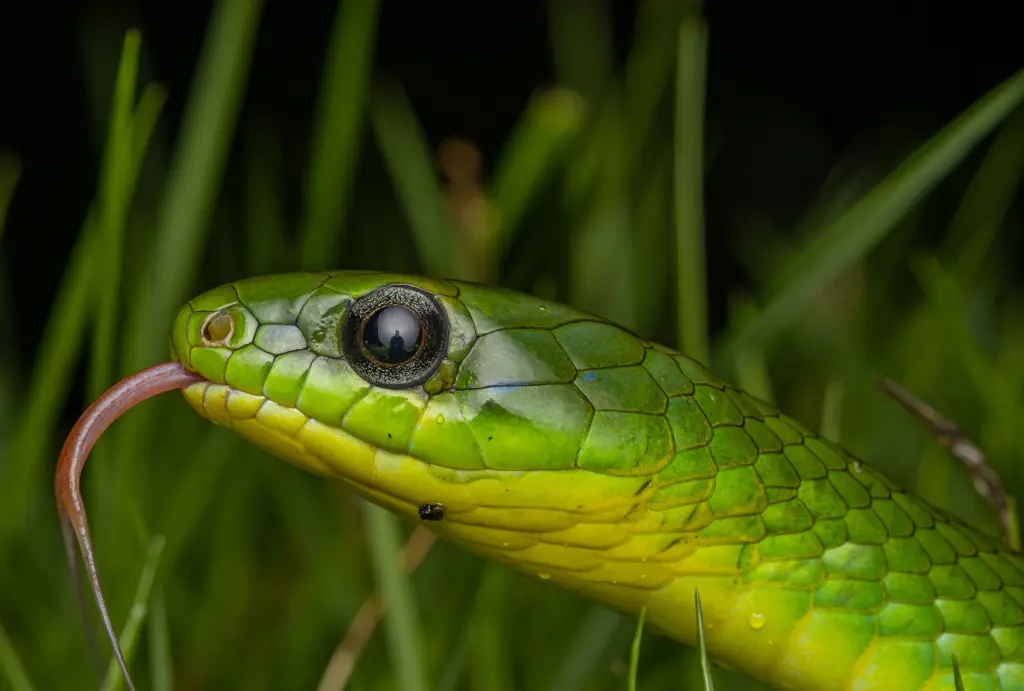Greater-green-snake-5