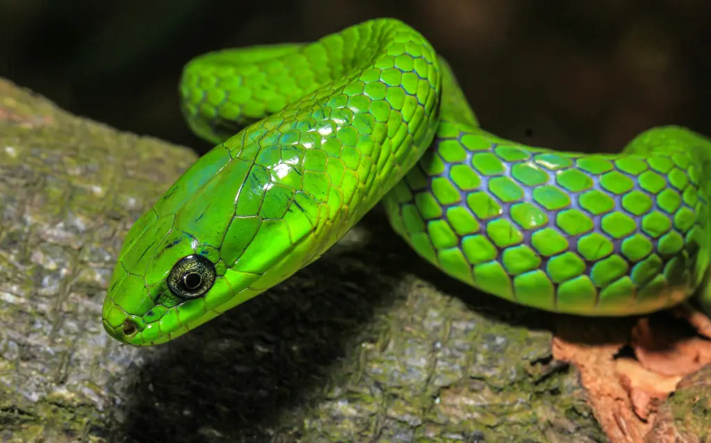 Greater-green-snake-6