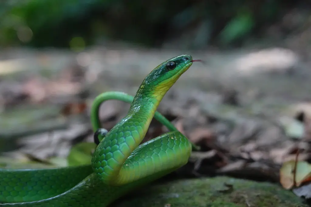 Greater-green-snake-7