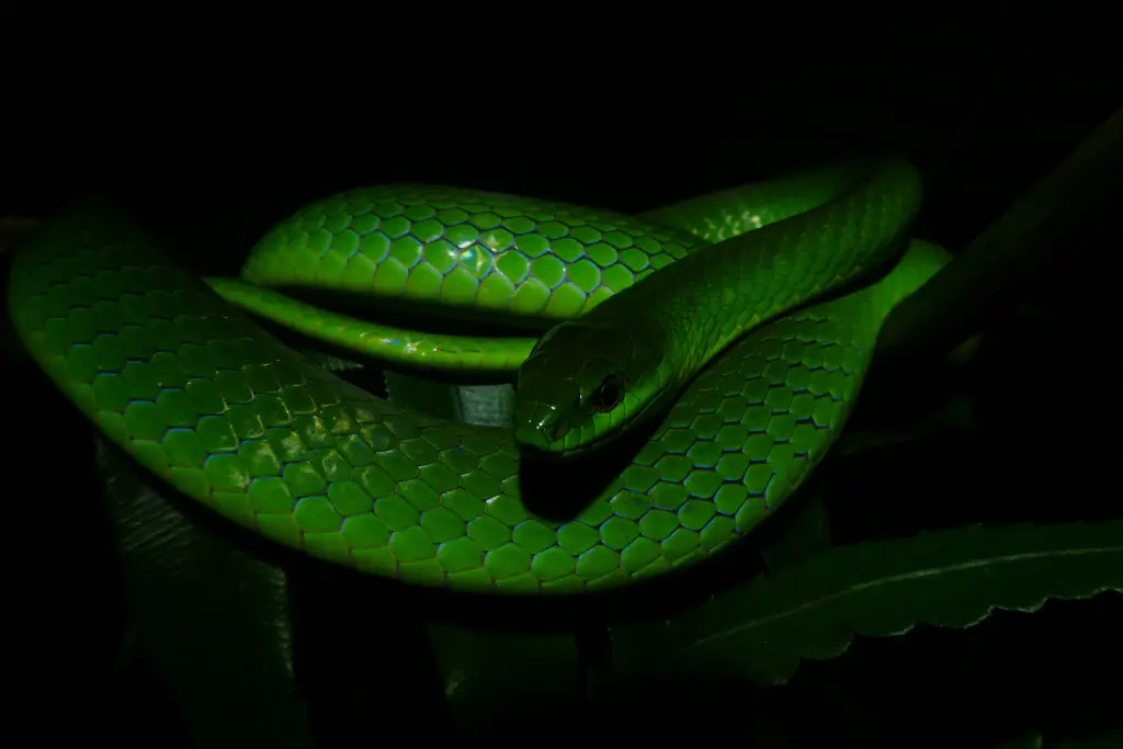 Greater-green-snake-8