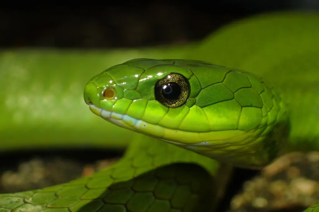 Greater-green-snake-9