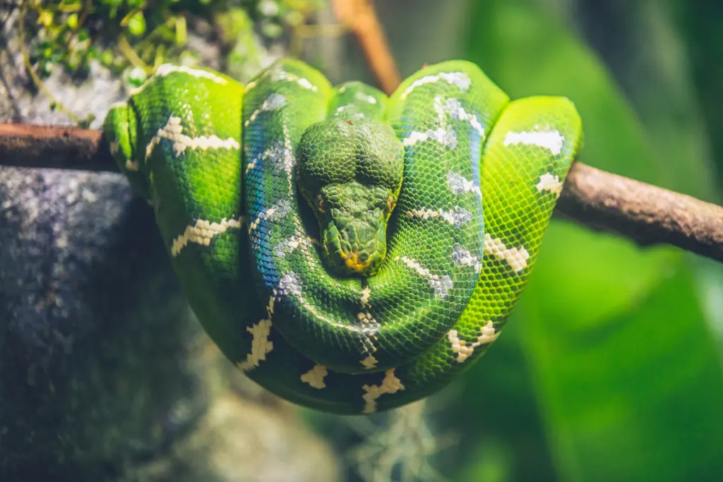 Green-tree-python-1