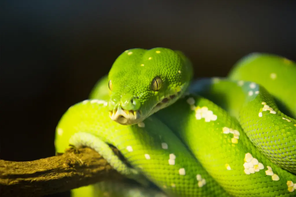 Green-tree-python-11