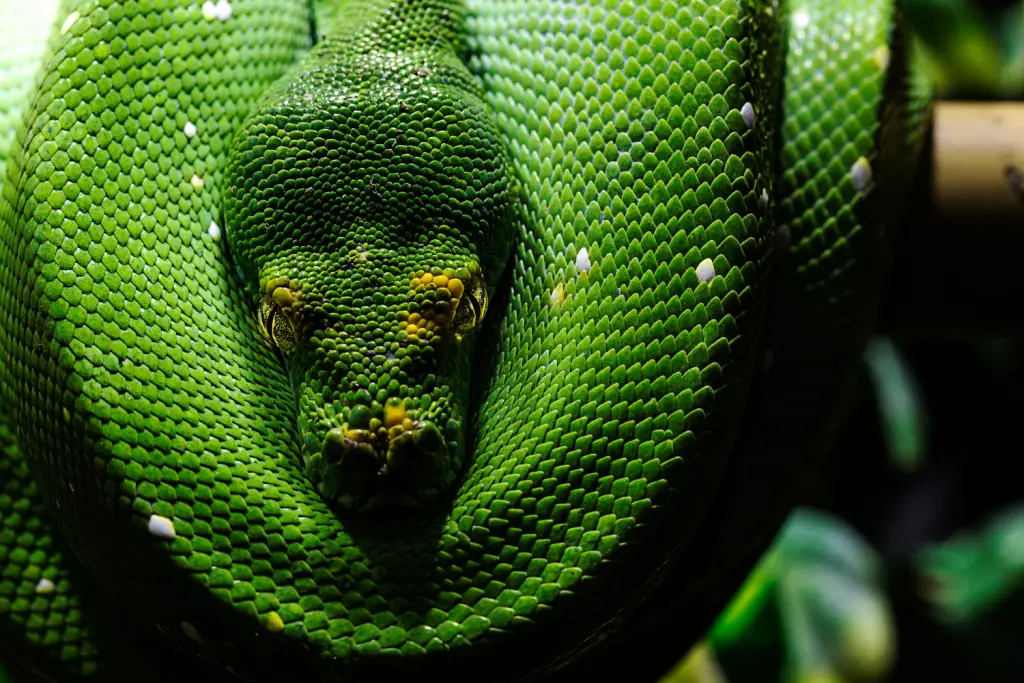 Green-tree-python-12