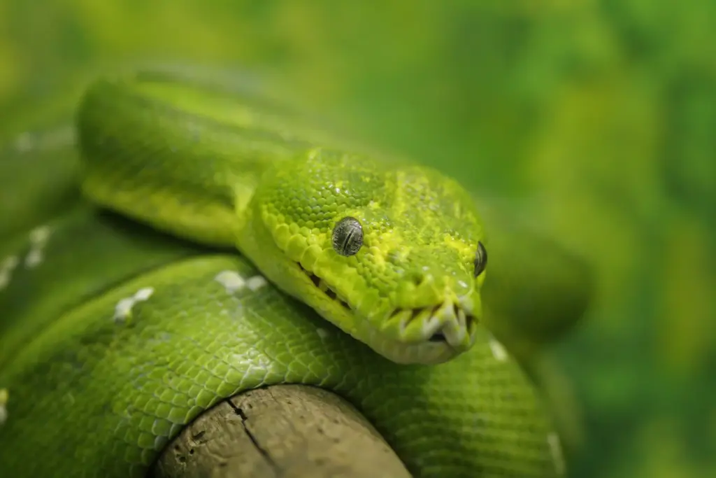 Green-tree-python-13