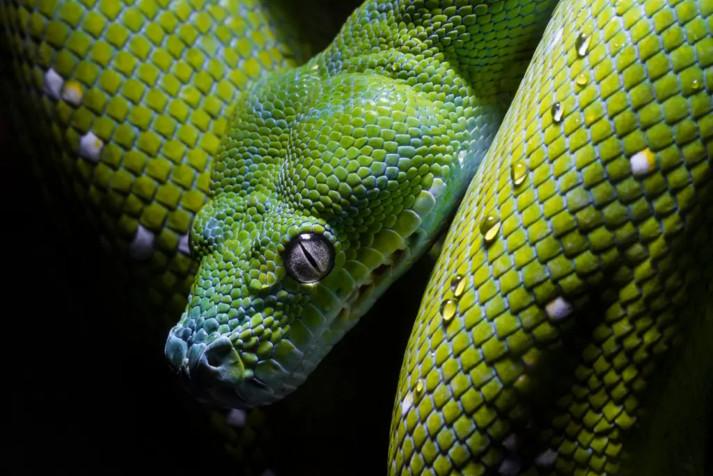 Green-tree-python-14