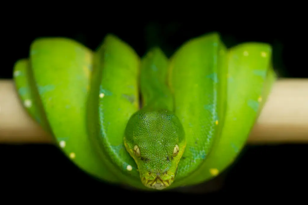 Green-tree-python-15