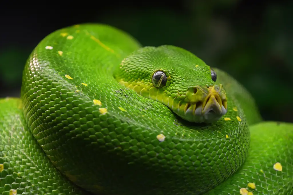 Green-tree-python-16