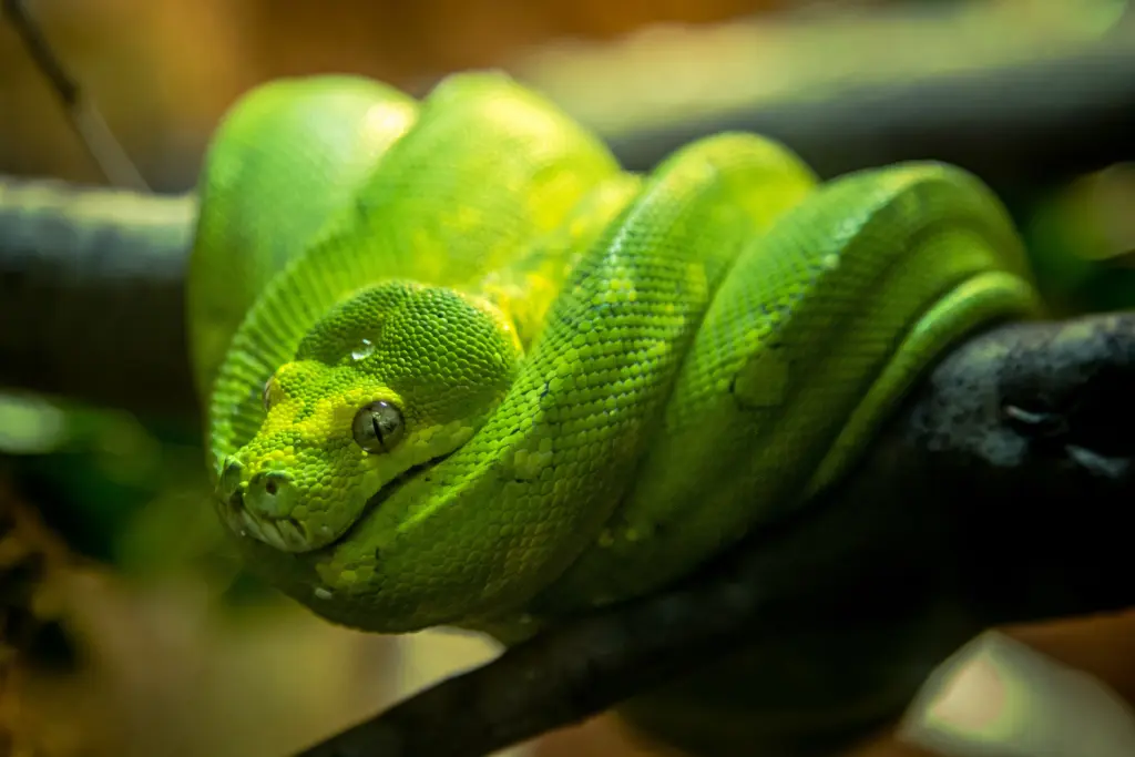 Green-tree-python-17