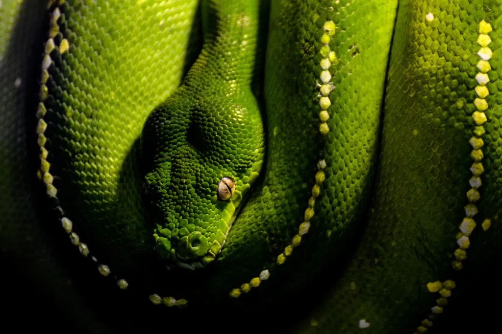 Green-tree-python-18