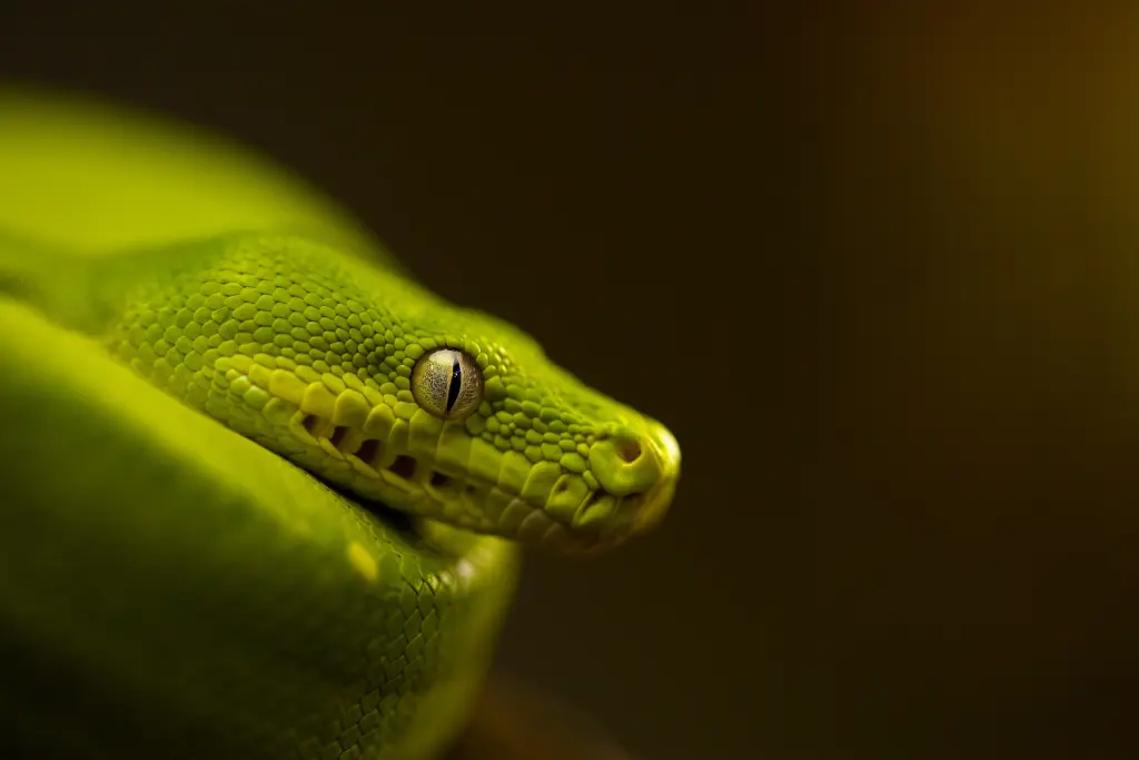 Green-tree-python-19