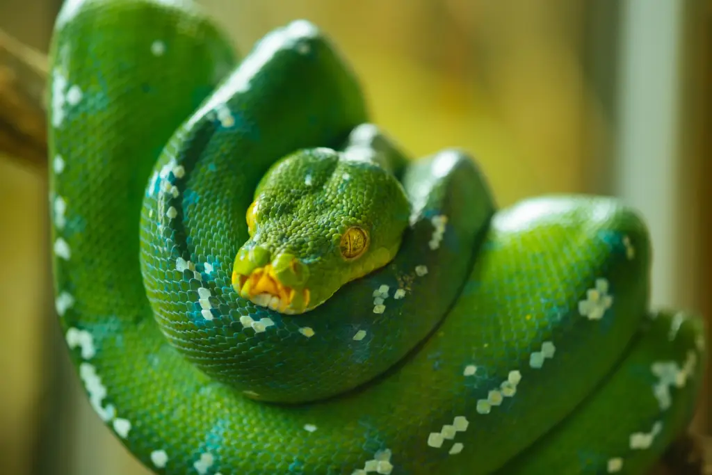 Green-tree-python-2