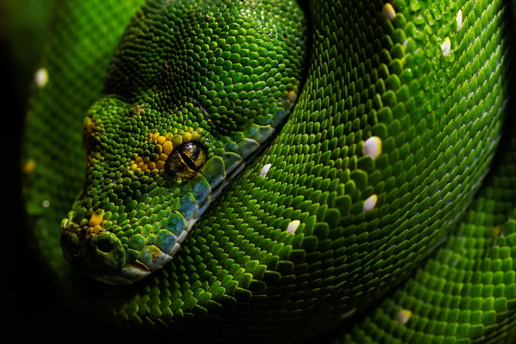 Green-tree-python-21