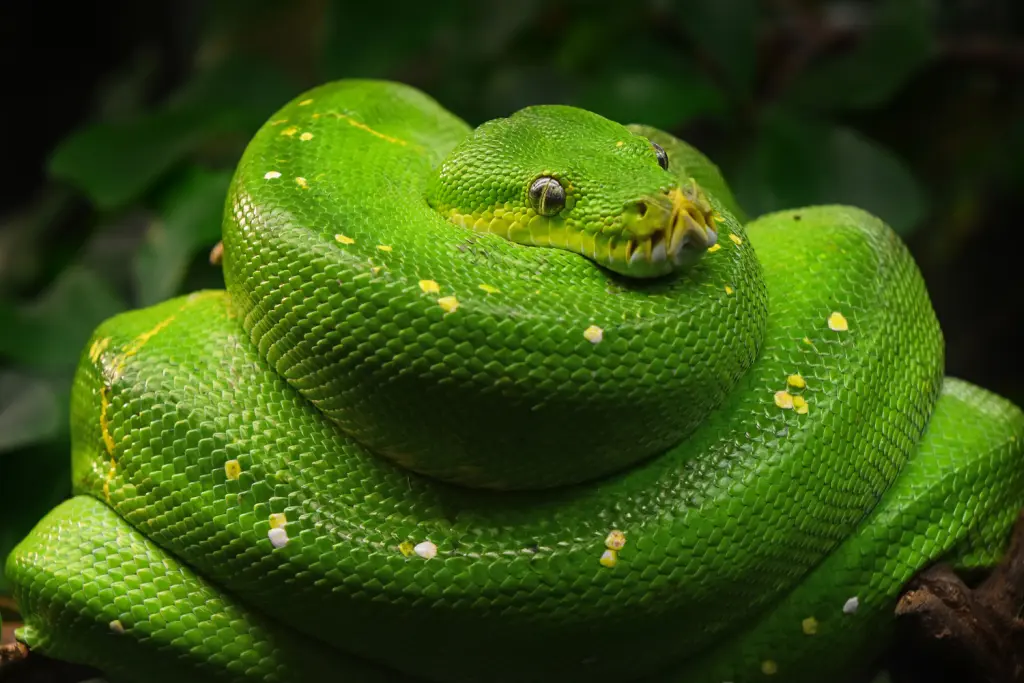 Green-tree-python-22