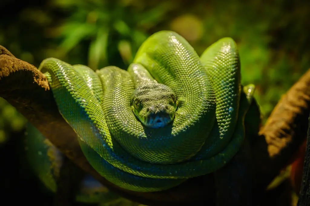 Green-tree-python-24