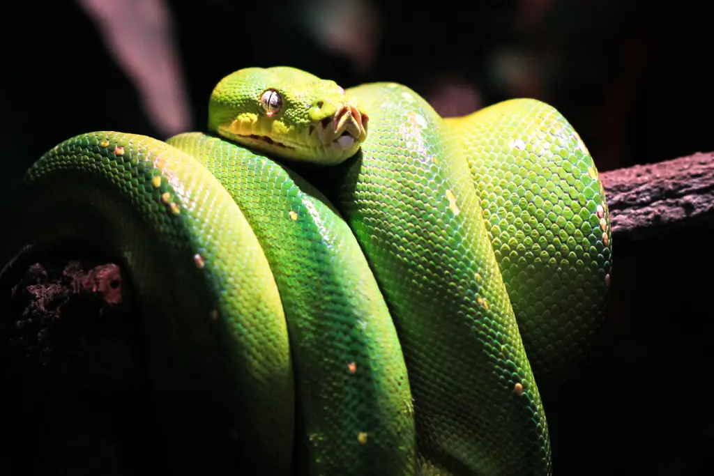 Green-tree-python-4