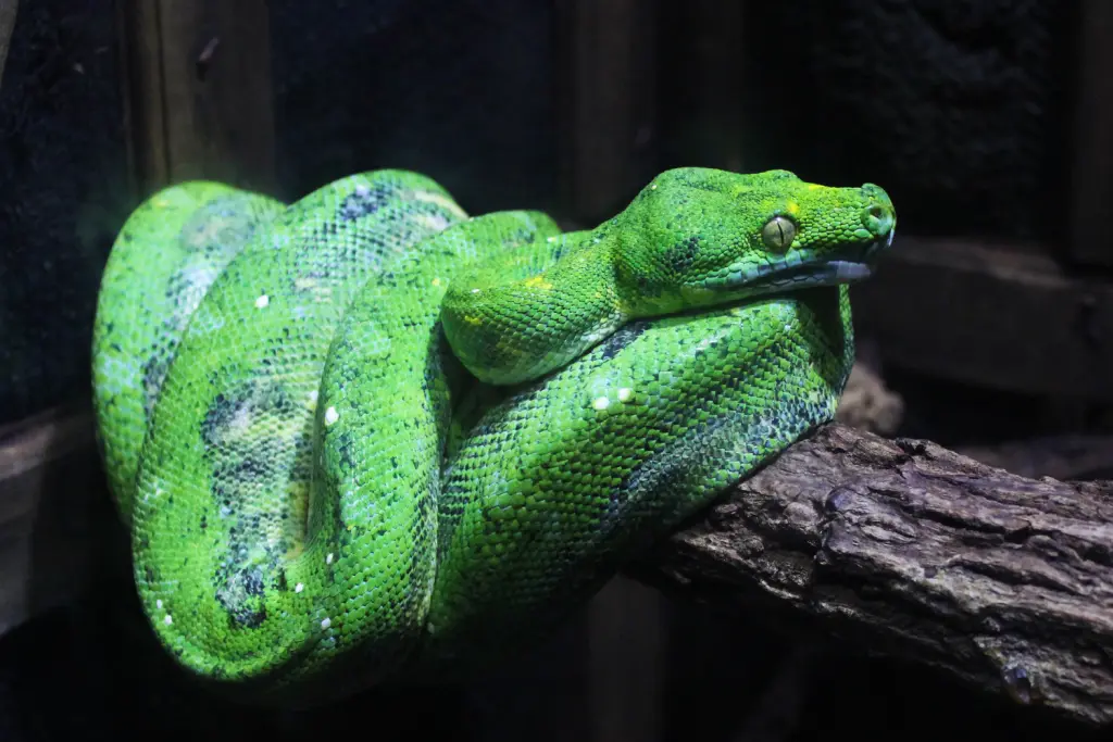 Green-tree-python-6