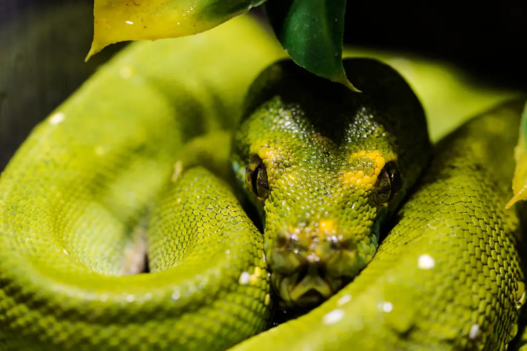 Green-tree-python-7